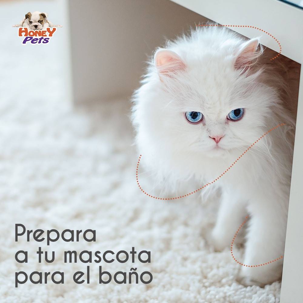 mobile pet grooming hollywood fl mobile pet grooming hollywood fl
