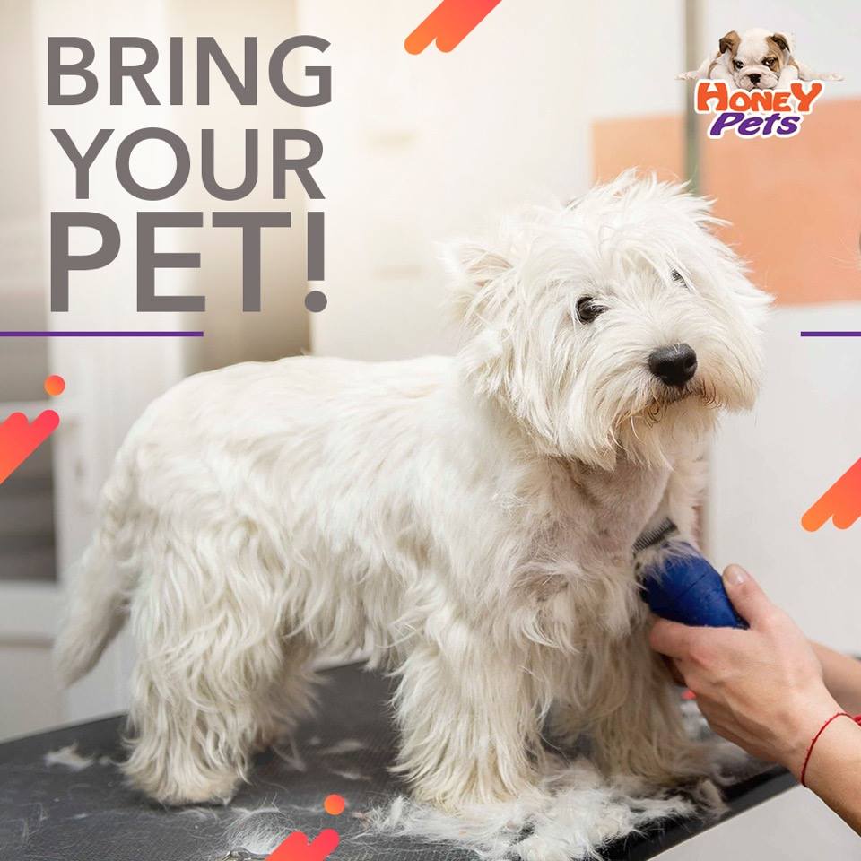 mobile pet grooming hollywood fl mobile pet grooming hollywood fl
