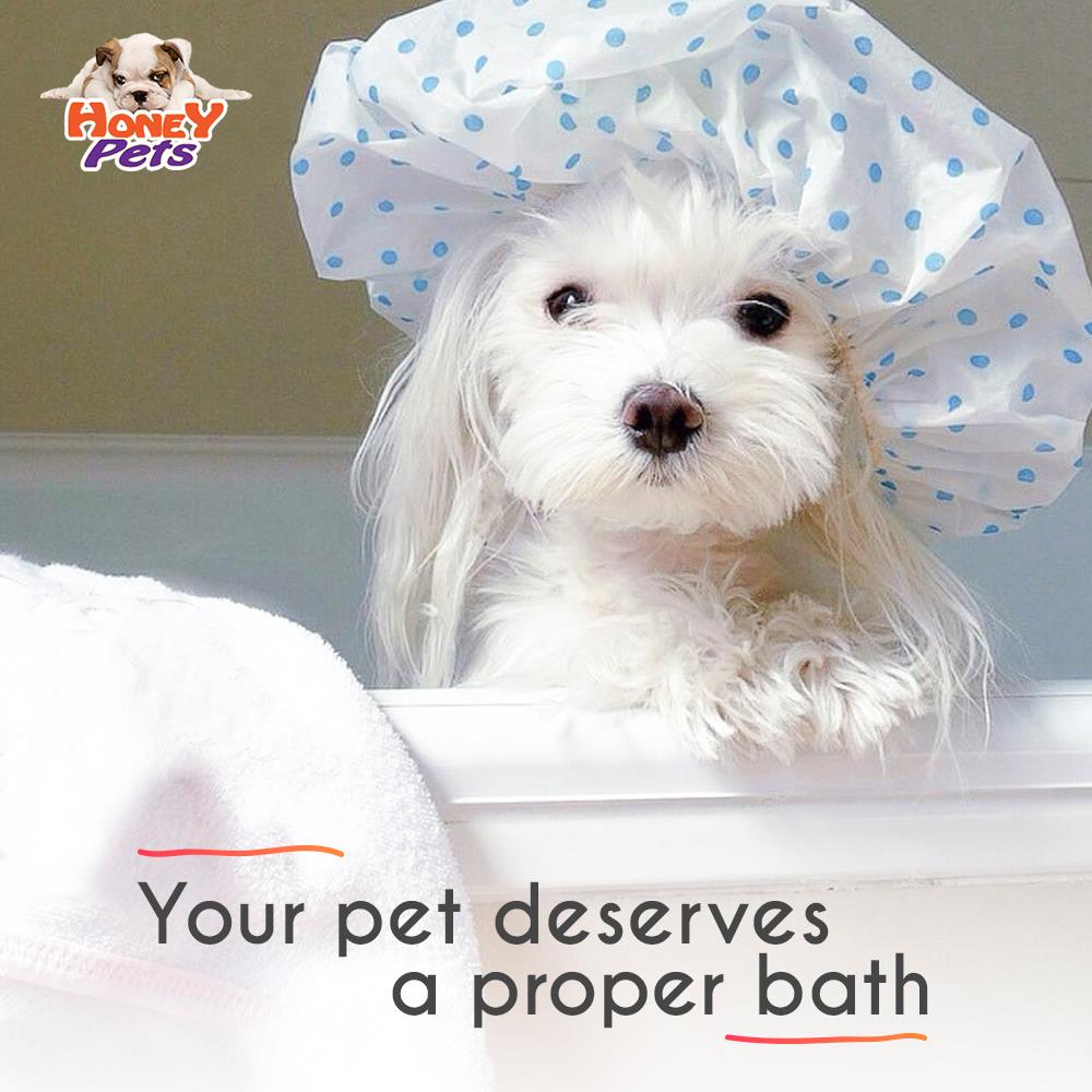 mobile dog grooming hollywood fl mobile pet grooming hollywood fl