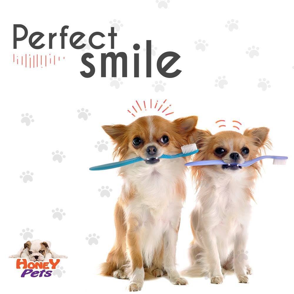mobile grooming hollywood fl mobile pet grooming hollywood fl