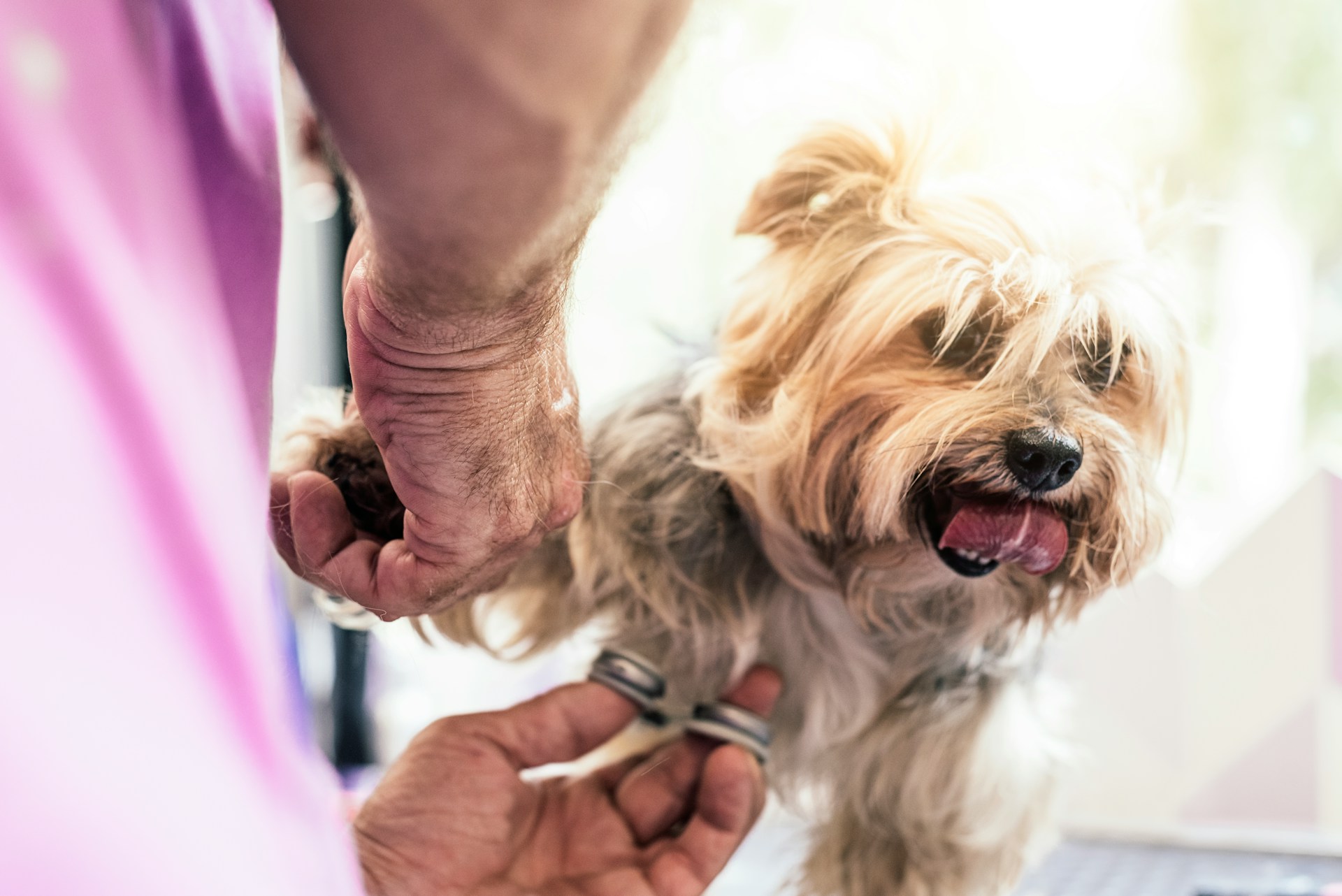 Image showcasing Best Mobile Dog Grooming for Anxious Pets