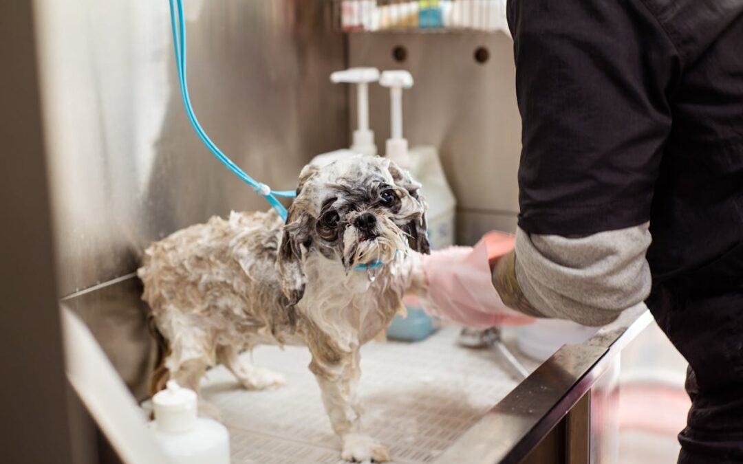 Dog Grooming