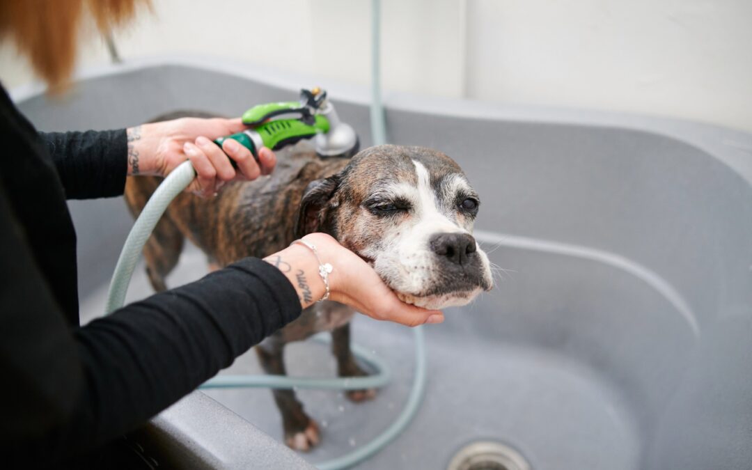 senior dog grooming